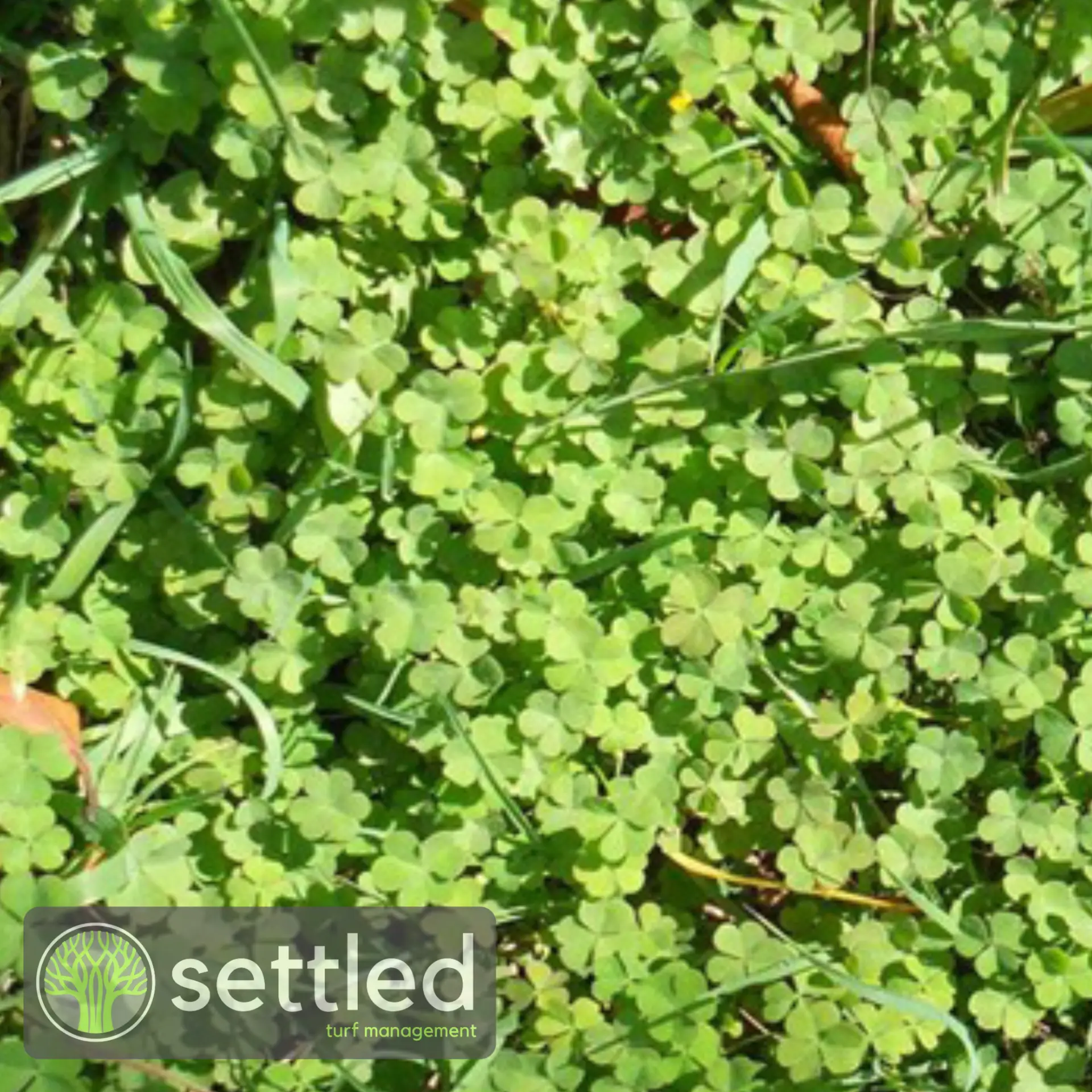 Creeping oxalis